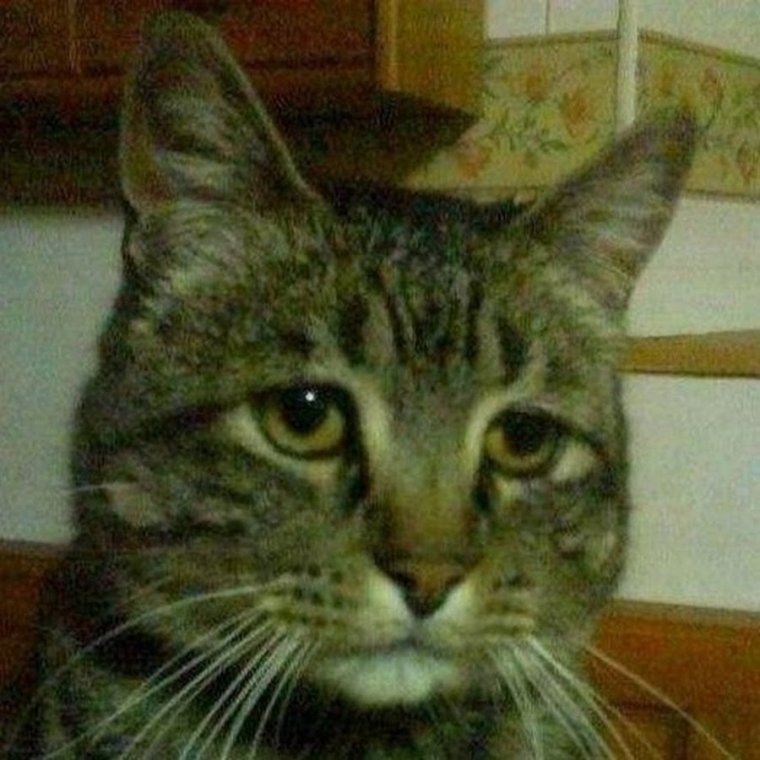 Ясно понятно кот