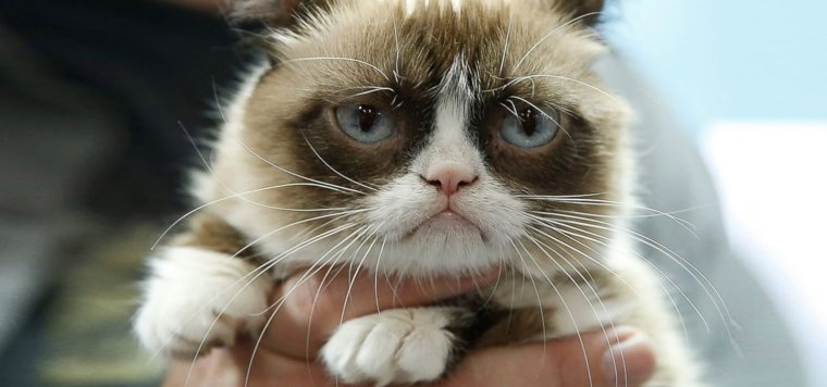 Грустный кот Грампи Кэт