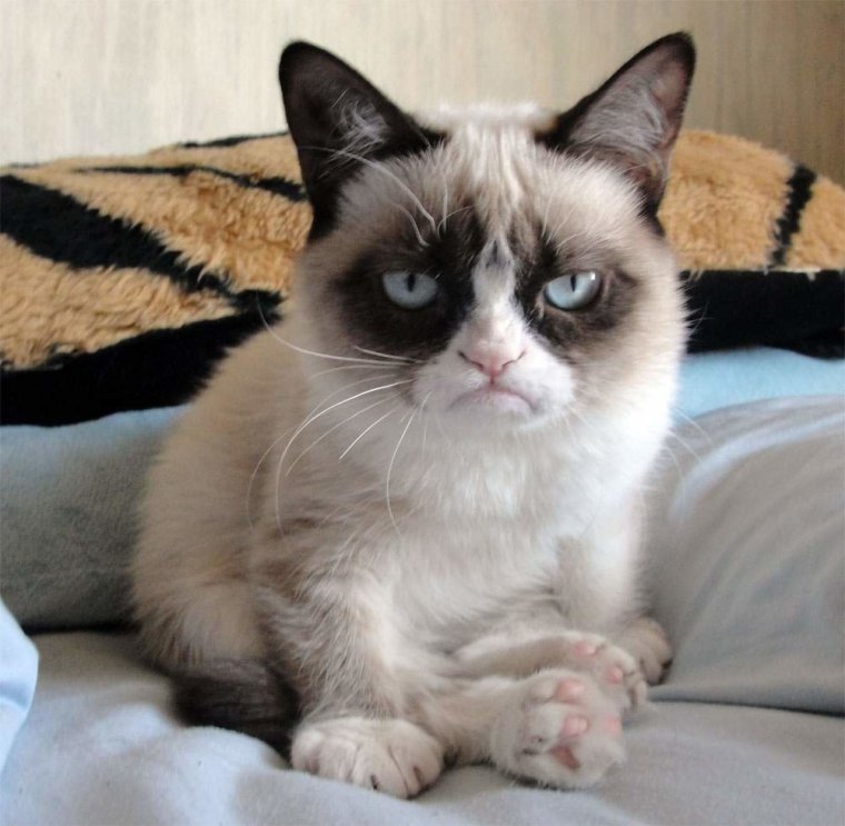 Породы кошек Тард