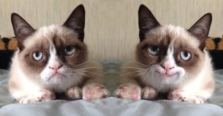 Самый грустный кот