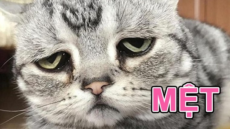 Грустное личико котика