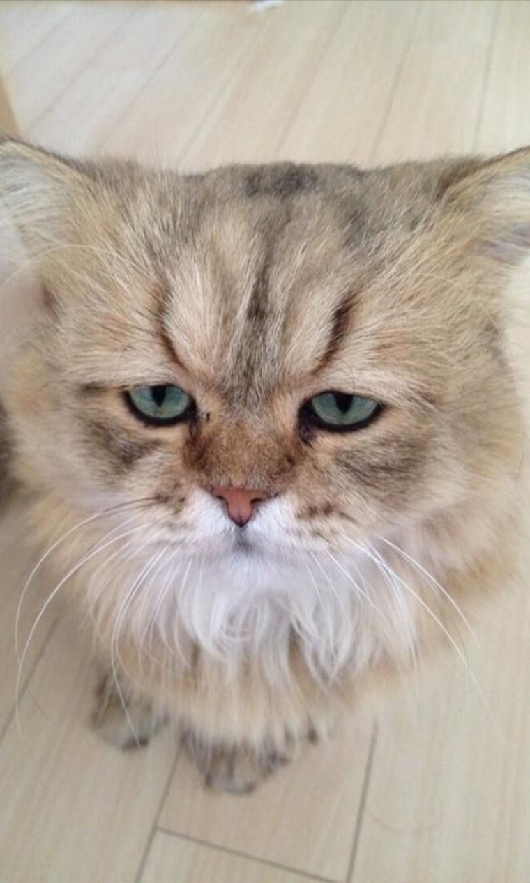 Расстроенный котик