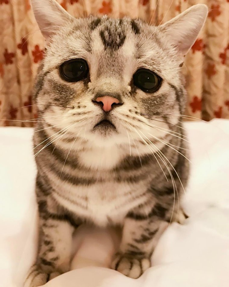 Грустный кот Мем плачет