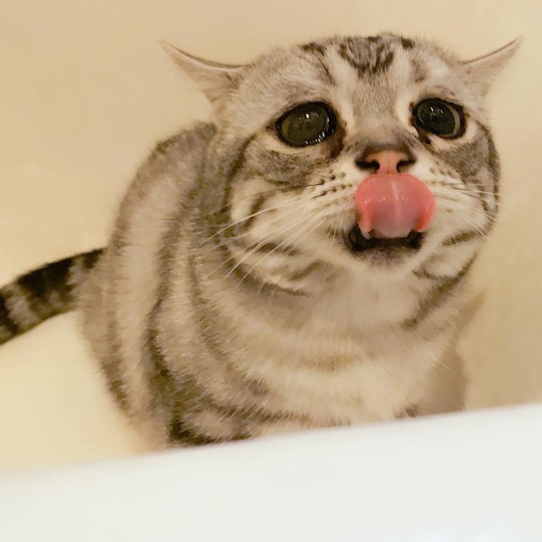 Кот с грустной улыбкой