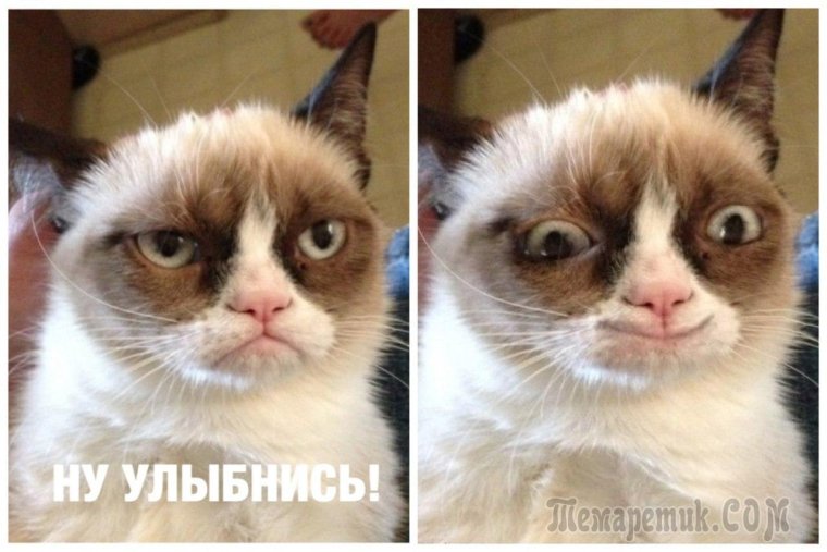 Недовольный кот Мем