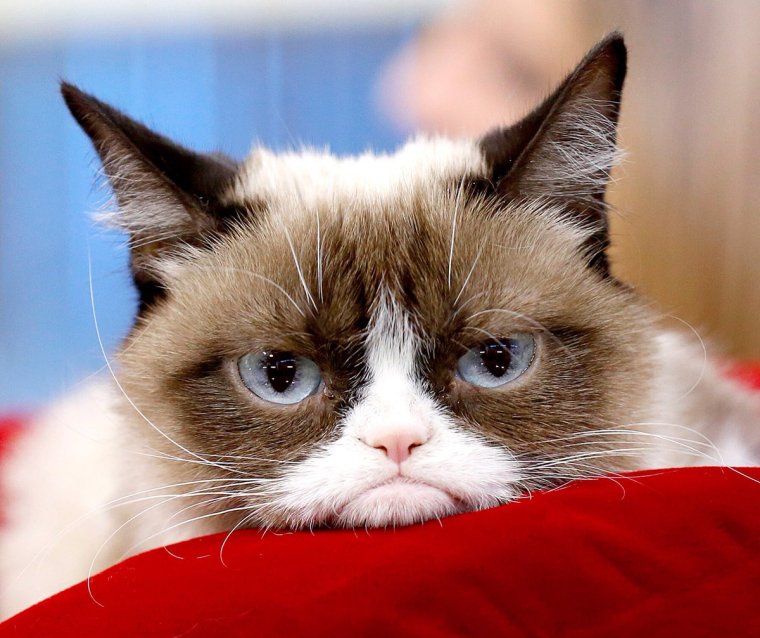 Грампи Кэт Мем