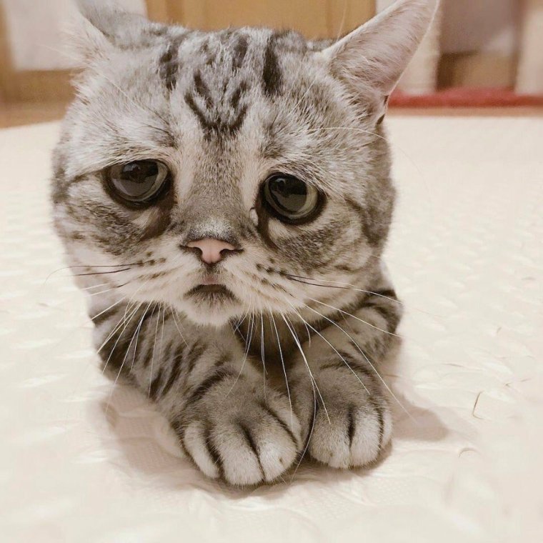 Кот не может выговорить Мем