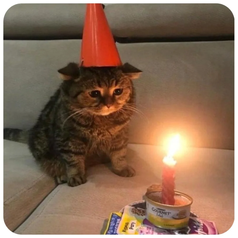 Колпаки кот