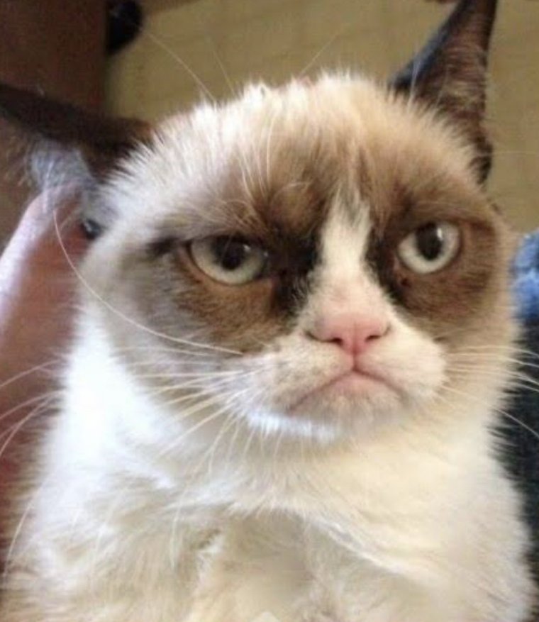 Грустный кот Мем