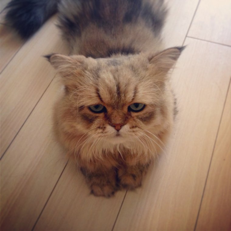 Разочарованный кот