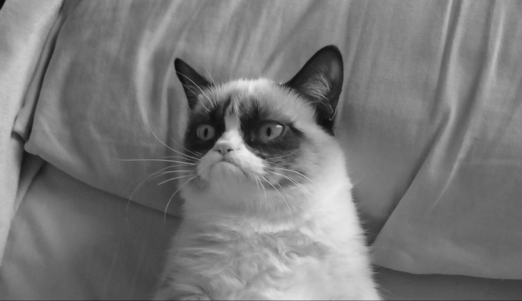 Мемы с кошками