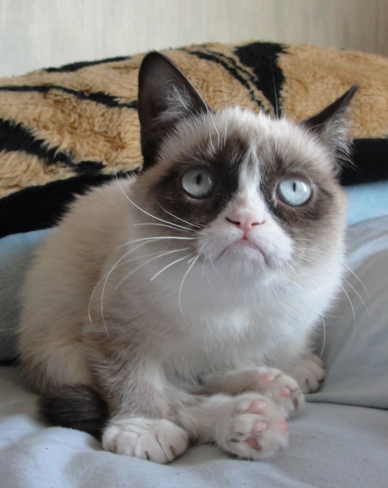 Грустный кот