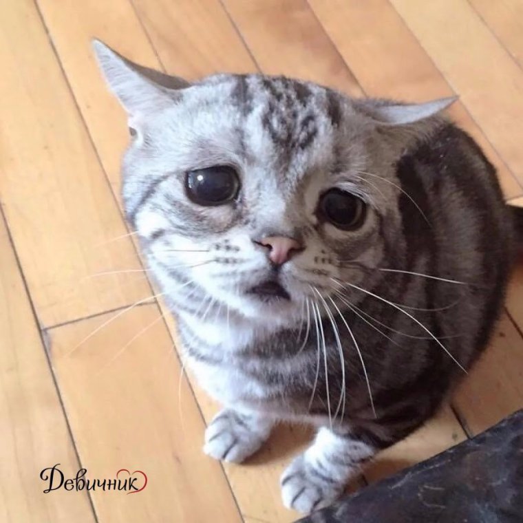 Жалкий котик