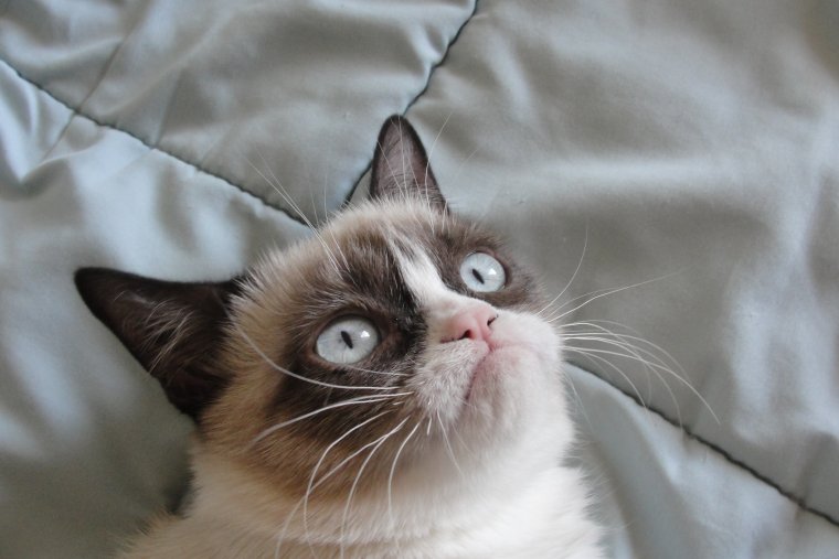 Угрюмый кот Тард