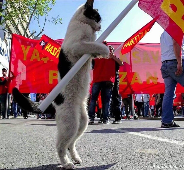 Коты на демонстрации