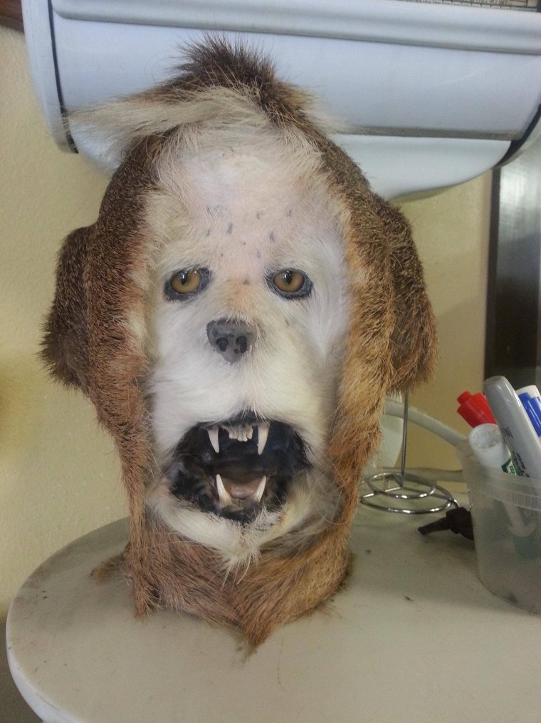 Страшные чучела животных