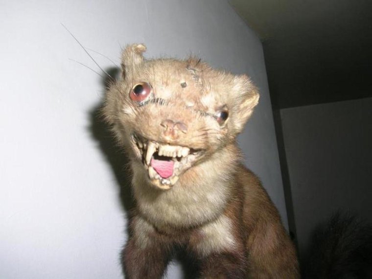 Таксидермия гепарда