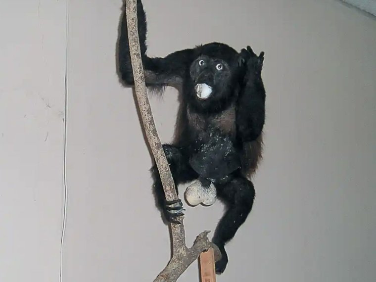 Уродливые чучела животных