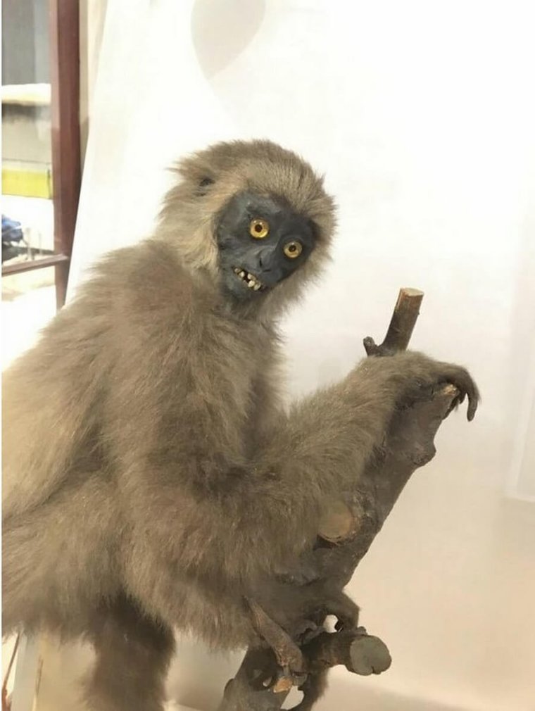 Начинающий таксидермист