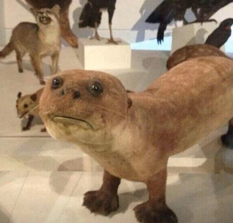 Смешные чучела животных