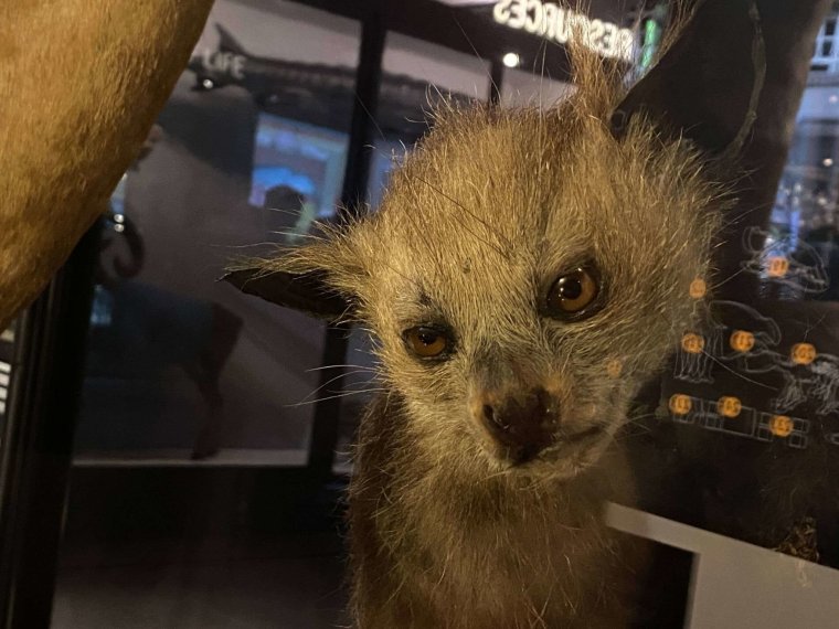 Чучело животного