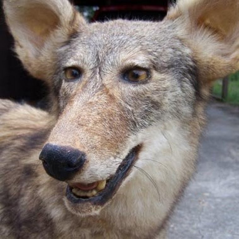 Чучело животные