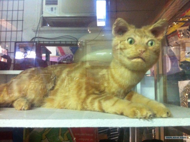 Горал Таксидермия