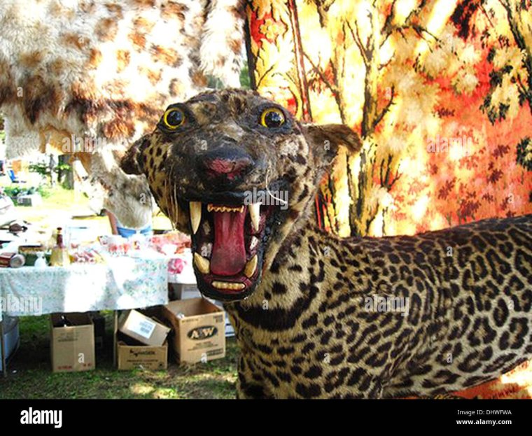 Чучело домашних животных