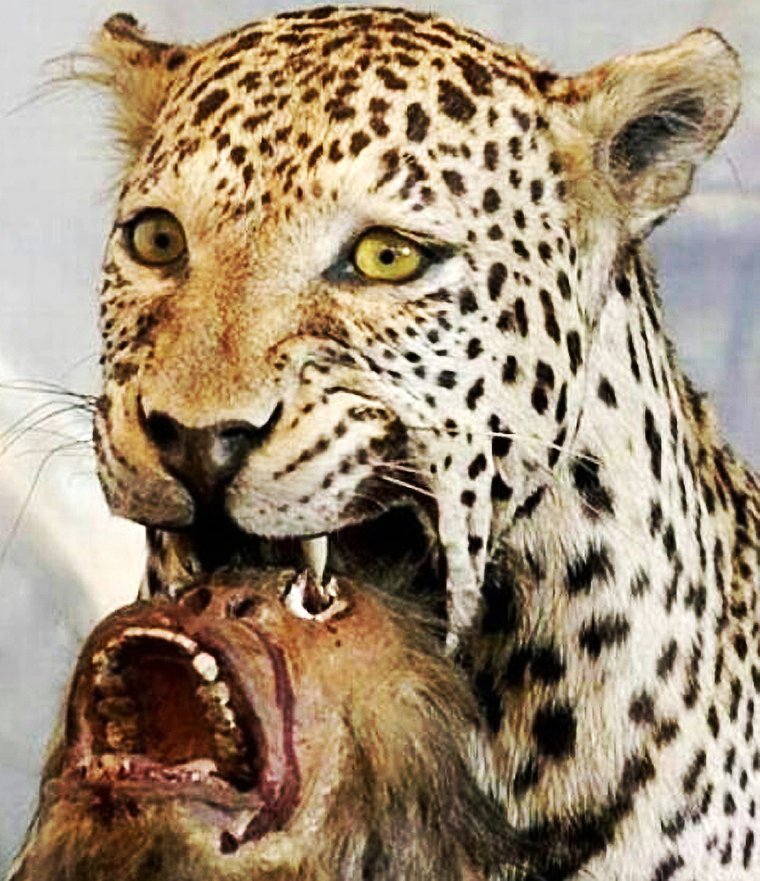 Смешные чучела животных