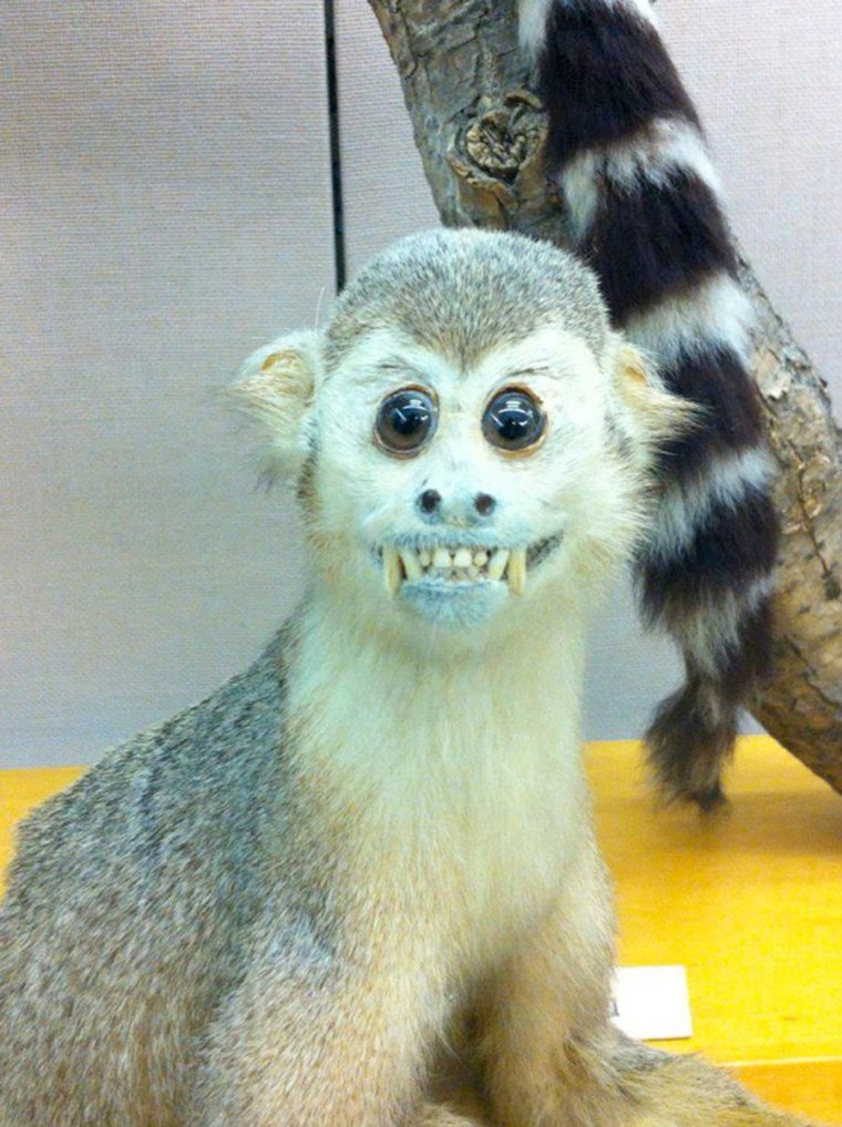 Смешные чучела животных