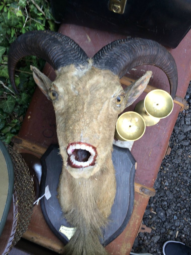 Ужасные чучела животных