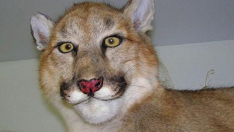 Забавные чучела животных