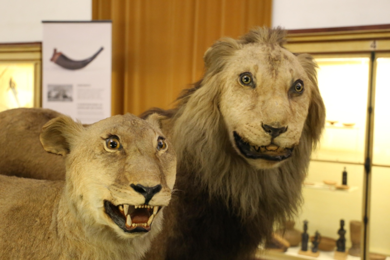 Смешные чучела животных