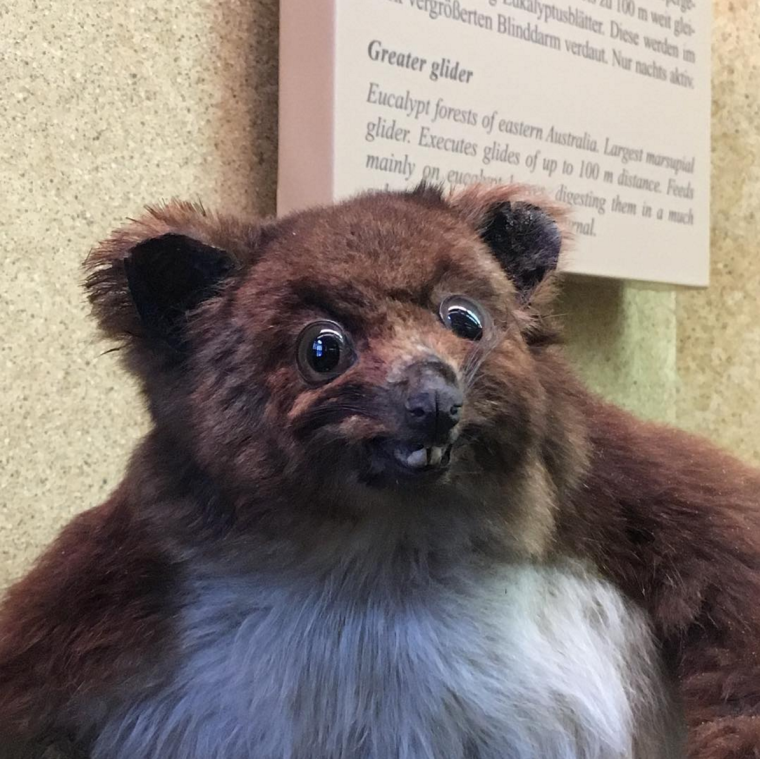 Ржачные чучела животных