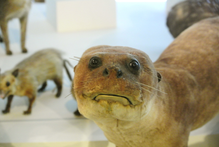 Забавные чучела