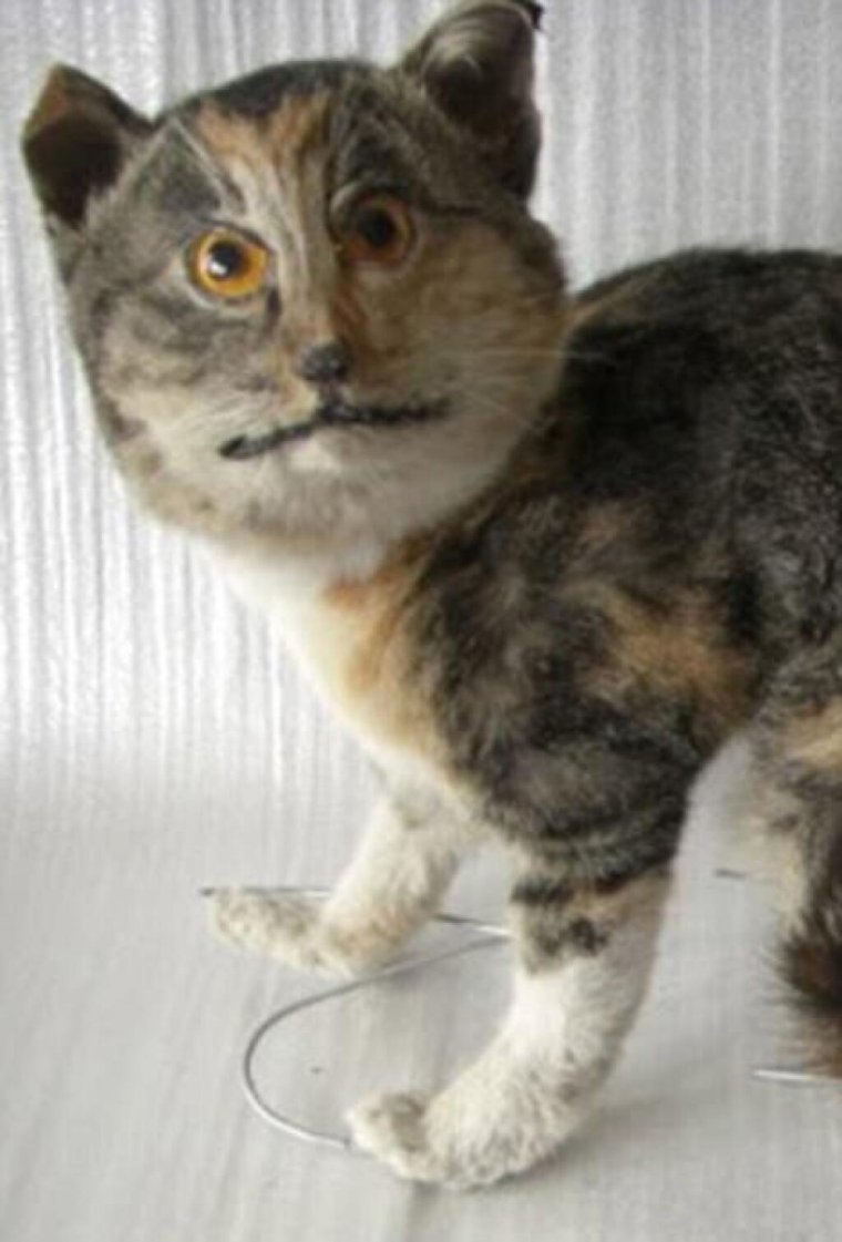 Упоротые чучела животных