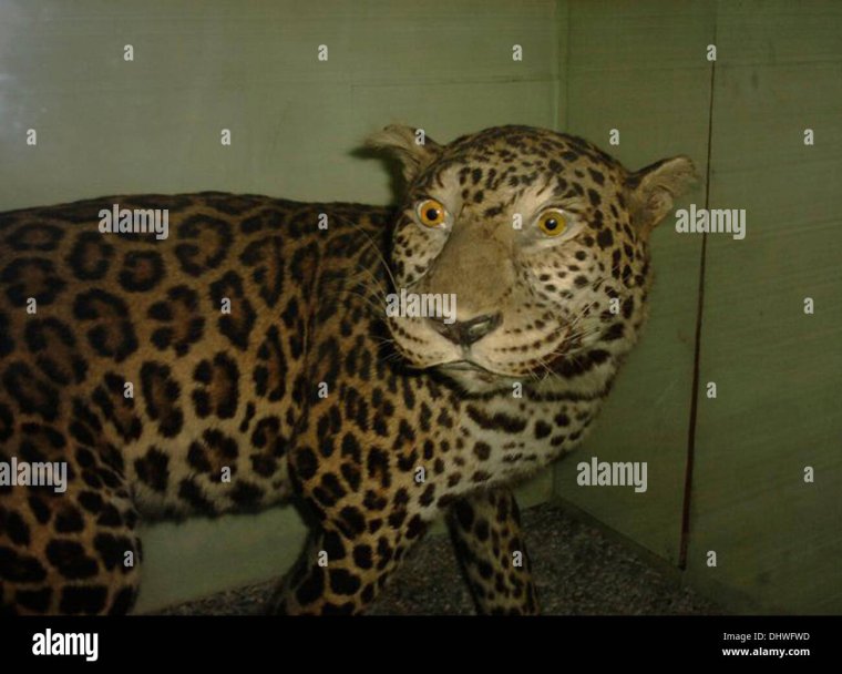 Чучело козла