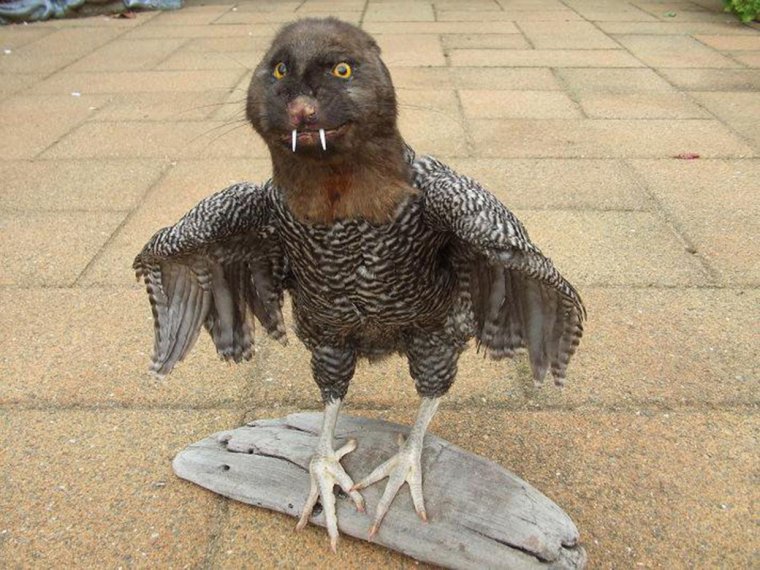 Чучело енотовидной собаки