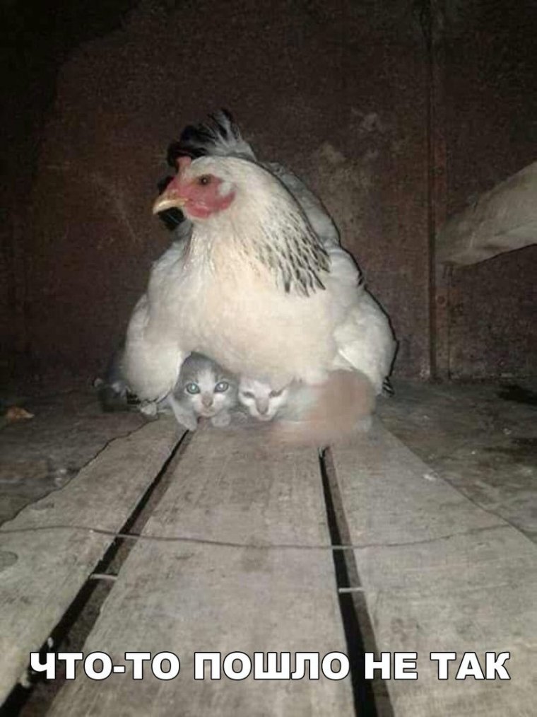 Приколы про курей