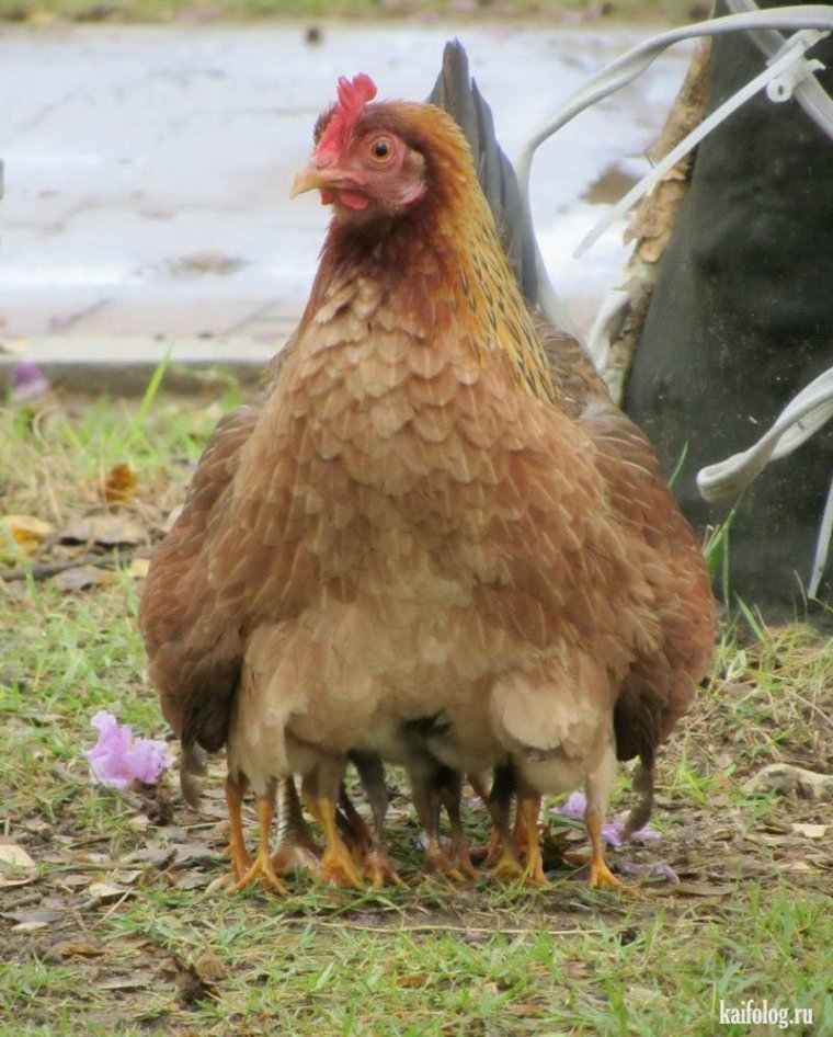 Прикольная курица