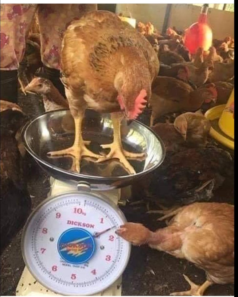 Курица прикол