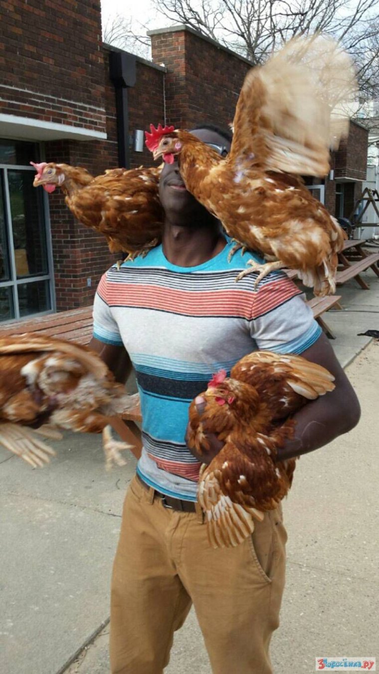 Накрашенная курица