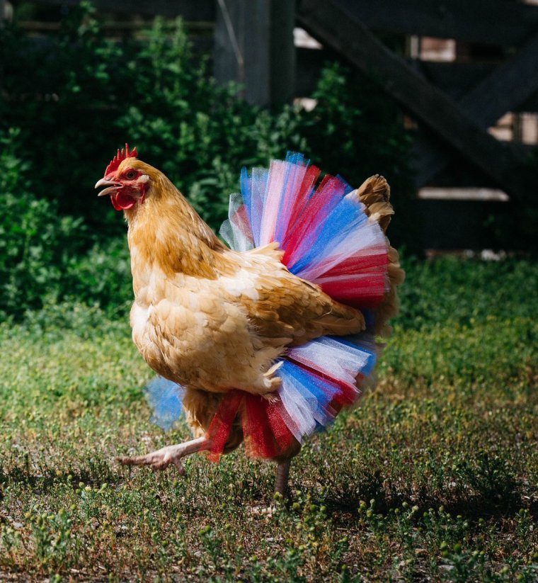 Нарядная курица