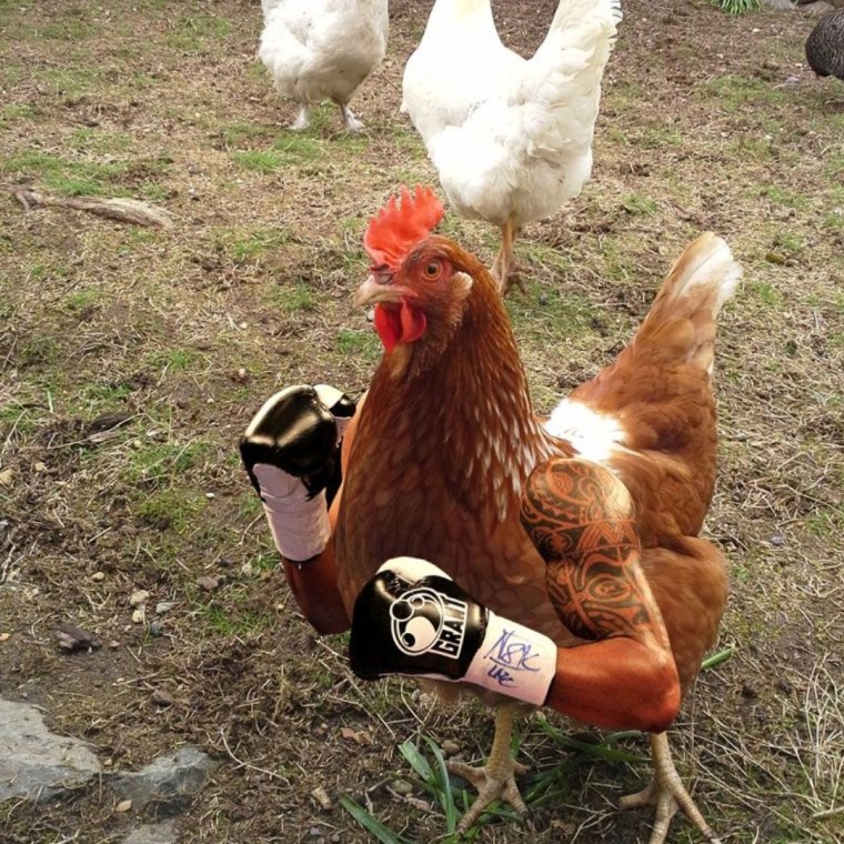 Смешные куры и петухи