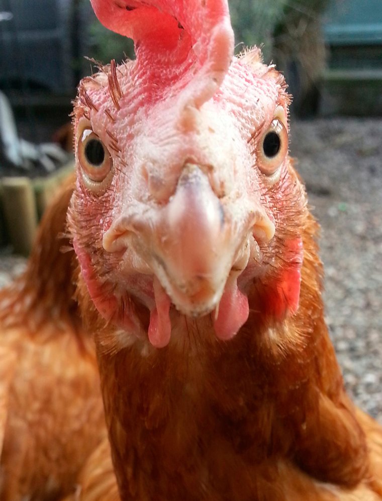 Уродливый петух