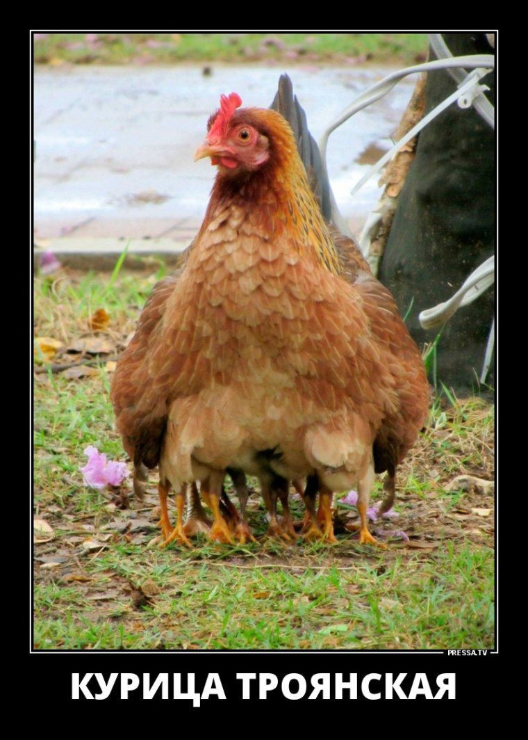 Курица демотиватор