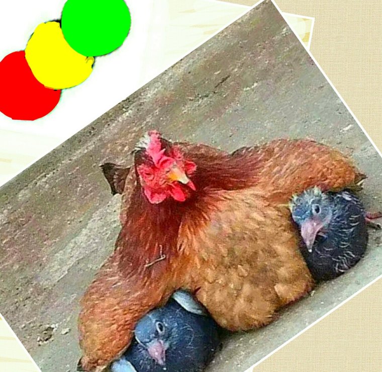 Мокрая курица прикол