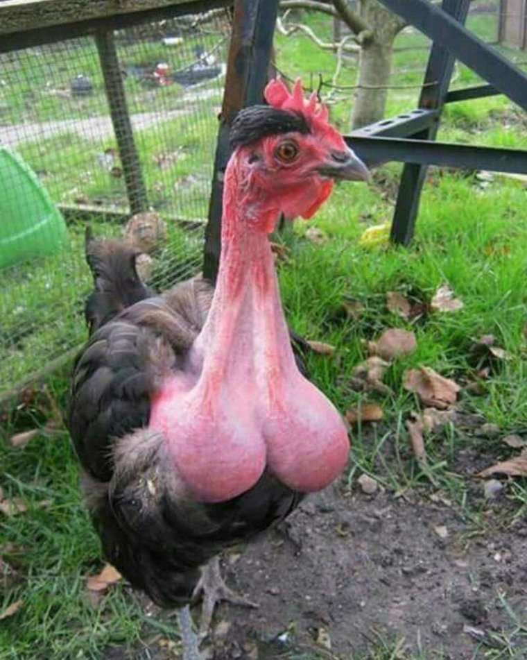 Голошейка испанка