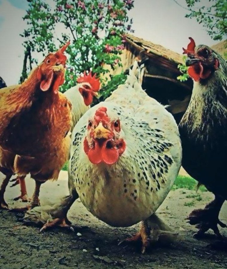 Крутая курица