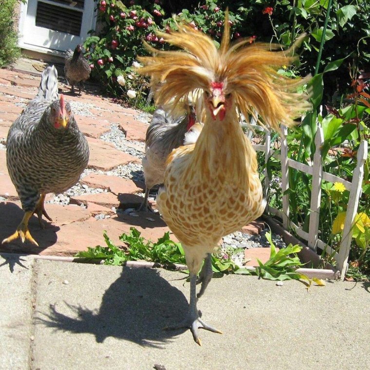 Прикольная курица